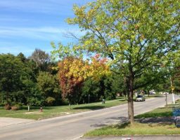 tree-intruding-on-sewer-line